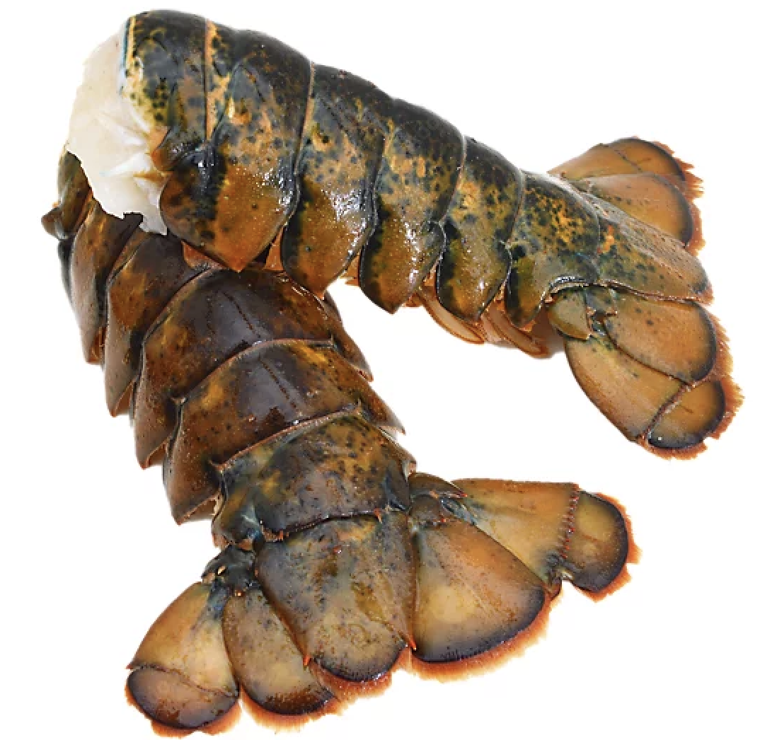 Fresh Lobster